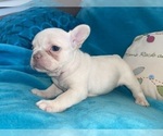 Small #9 French Bulldog