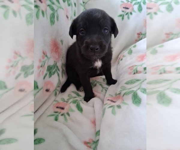 Medium Photo #6 Belgian Malinois-Unknown Mix Puppy For Sale in FITZGERALD, GA, USA