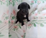 Small Photo #6 Belgian Malinois-Unknown Mix Puppy For Sale in FITZGERALD, GA, USA