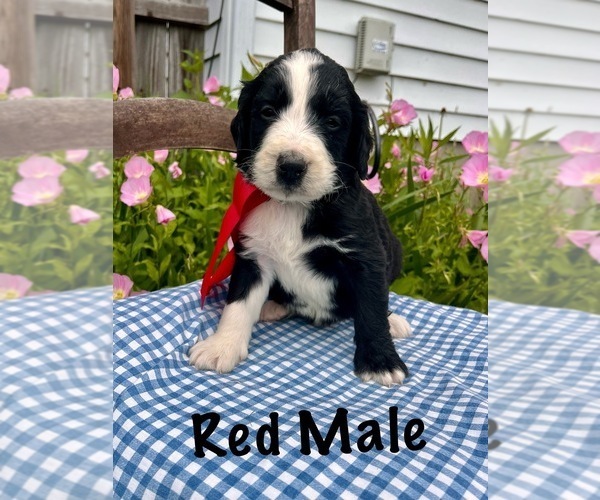 Medium Photo #11 Bernedoodle Puppy For Sale in SPENCER, IN, USA