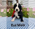 Small #10 Bernedoodle