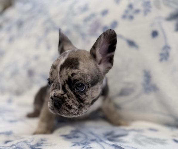 Medium Photo #5 French Bulldog Puppy For Sale in NORTH SACRAMENTO, CA, USA