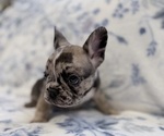 Small #4 French Bulldog