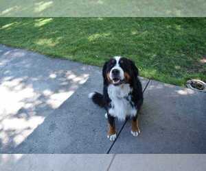 Father of the Bernese Mountain Dog puppies born on 01/06/2026
