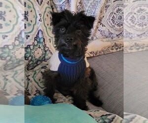 Mutt Dogs for adoption in Conway, AR, USA