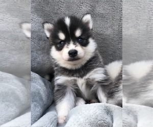 Pomsky Puppy for sale in SAVOY, MA, USA
