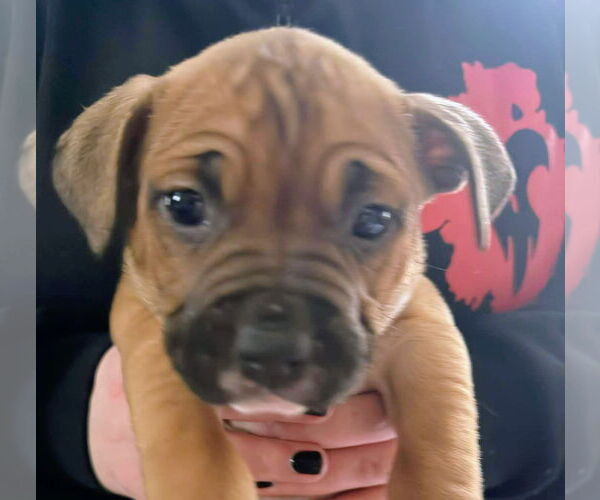 Medium Photo #2 Mutt Puppy For Sale in Forest, VA, USA