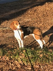 Beagle Puppy for sale in LEBANON, IL, USA