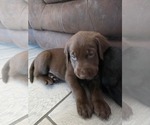 Small #4 Labrador Retriever