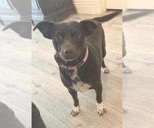 Chiweenie Dogs for adoption in Los Angeles, CA, USA