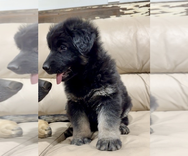Medium Photo #28 German Shepherd Dog Puppy For Sale in BRIGHTON, CO, USA