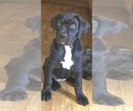 Puppy Light Pink Cane Corso