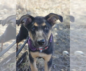 German Shepherd Dog-Unknown Mix Dogs for adoption in Monte Vista, CO, USA