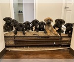 Small Photo #1 Belgian Malinois-Cane Corso Mix Puppy For Sale in GREAT FALLS, MT, USA