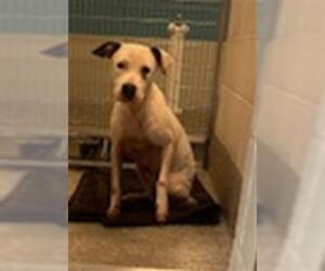 American Pit Bull Terrier Dogs for adoption in Houston, TX, USA