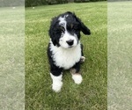 Small #3 Bernedoodle