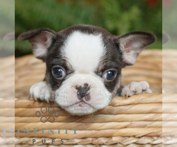Medium Photo #1 French Bulldog Puppy For Sale in RONKS, PA, USA