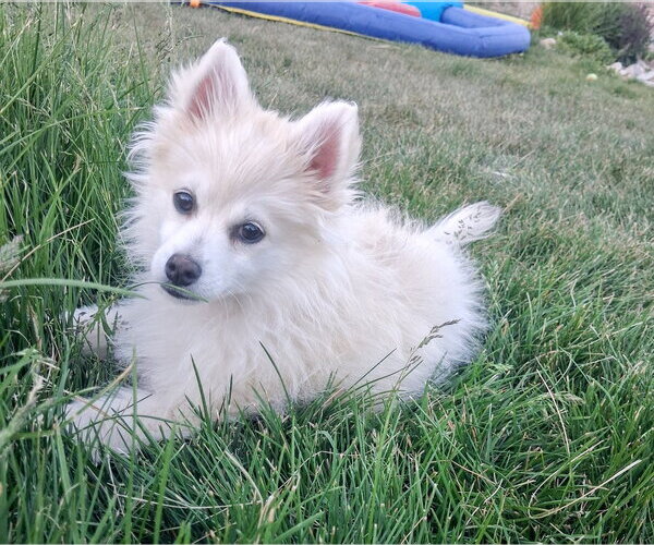Medium Photo #5 Siberian Husky-Unknown Mix Puppy For Sale in Sandy, UT, USA