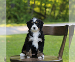 Puppy Kinley Delicia Bernedoodle