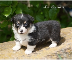 Pembroke Welsh Corgi Puppy for sale in LUTHER, OK, USA
