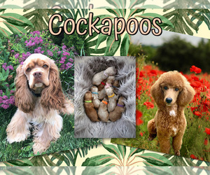 Cockapoo Puppy for Sale in PAYETTE, Idaho USA