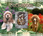 Small Cockapoo