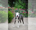 Small #4 American Pit Bull Terrier Mix