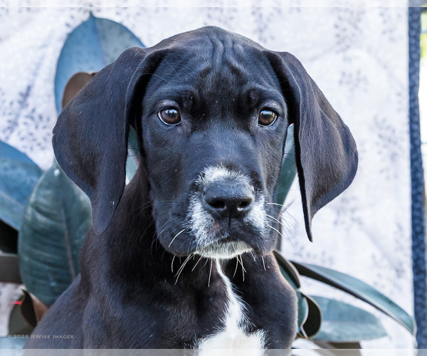 Medium Photo #7 Great Dane Puppy For Sale in WAKARUSA, IN, USA