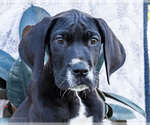 Small #6 Great Dane