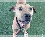 Small Black Mouth Cur Mix