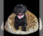 Small #3 Maltese-Poodle (Toy) Mix