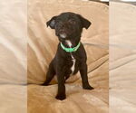 Small #1 Labrador Retriever Mix