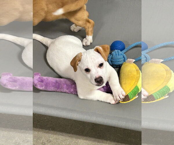 Medium Photo #1 Dachshund-Unknown Mix Puppy For Sale in Walnutport, PA, USA