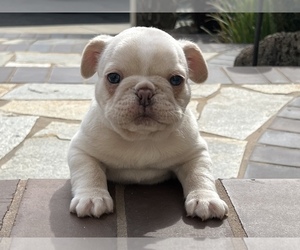 French Bulldog Puppy for sale in SAN JOSE, CA, USA