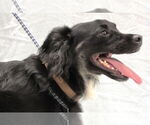 Small #6 Schipperke Mix