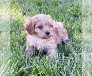 Cavapoo Puppy for sale in PLEASANTON, KS, USA