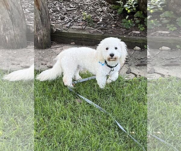 Medium Photo #1 Maltese-Unknown Mix Puppy For Sale in Plainfield, IL, USA