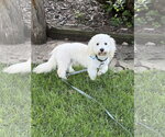 Small Maltese Mix