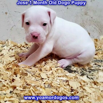 Medium Photo #241 Dogo Argentino Puppy For Sale in JANE, MO, USA
