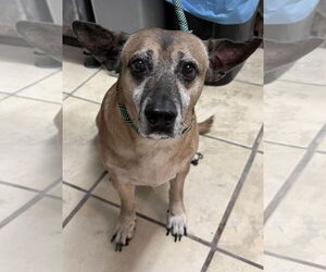 Beagle-Unknown Mix Dogs for adoption in El Centro, CA, USA