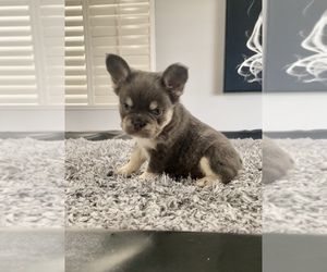 French Bulldog Puppy for sale in BAKER, CA, USA