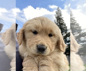 Golden Retriever Puppy for sale in MADERA, CA, USA