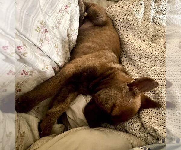 Medium Photo #9 Mutt Puppy For Sale in San Juan Capistrano, CA, USA