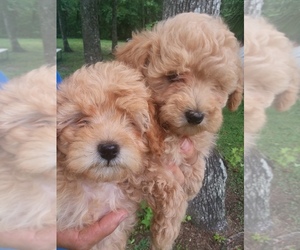 Goldendoodle (Miniature) Puppy for Sale in BROOKSVILLE, Florida USA