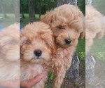 Small Photo #1 Goldendoodle (Miniature) Puppy For Sale in BROOKSVILLE, FL, USA