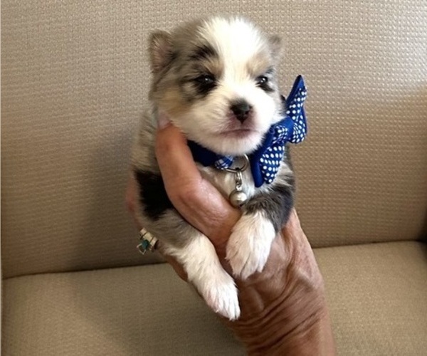 Medium Photo #8 Pomsky Puppy For Sale in CAVE CREEK, AZ, USA