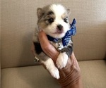 Puppy Timber Pomsky
