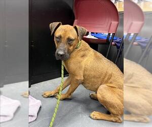 Boxer-Unknown Mix Dogs for adoption in Corpus Christi, TX, USA