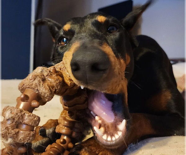 Medium Photo #15 Doberman Pinscher Puppy For Sale in Buffalo, MN, USA