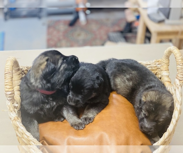Medium Photo #11 German Shepherd Dog Puppy For Sale in CHEYENNE, WY, USA